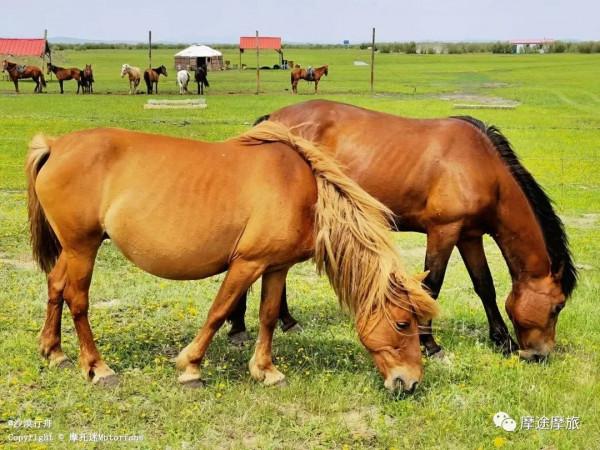 我的花甲之旅——沿途溼地沼澤,鳥語花香,森林草原,牛羊肥壯 我的花甲之旅——沿途溼地沼澤,鳥語花香,森林草原,牛羊肥壯