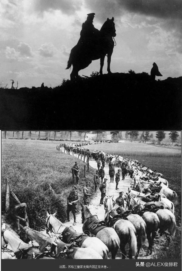 “神奇動物”的一戰：作用比人都大，擔任“心靈捕手”的貓