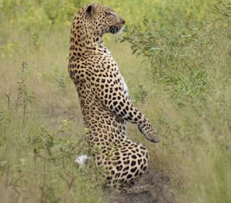 非洲花豹照鏡子 被鏡子中的帥氣自己迷住了 原來豹子也可以這麼萌