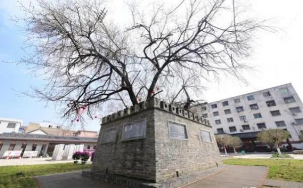 一棵樹與世界上最小的城 一棵樹與世界上最小的城