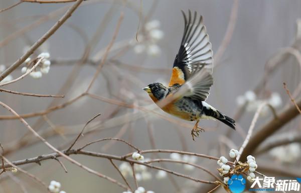 燕雀——我不想知道“鴻鵠之志”，只想在這優美的城市中安靜生活