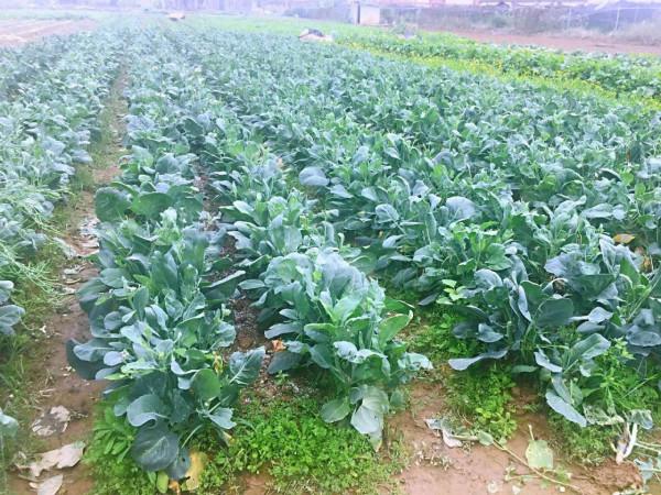 廣東鄉村的味道