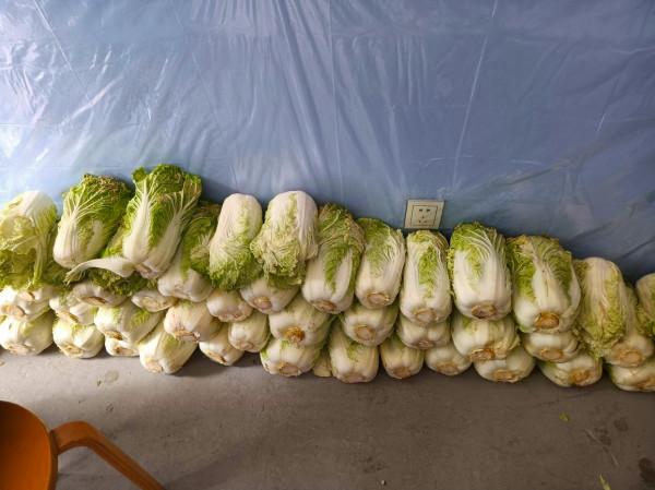 小雪開始醃菜,這9種蔬菜醃好後,脆爽開胃下飯,比新鮮的還好吃 小雪開始醃菜,這9種蔬菜醃好後,脆爽開胃下飯,比新鮮的還好吃