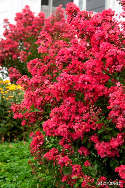 寧可食無肉，不可庭無花！有院子建議栽5種花，花開富貴，旺家宅