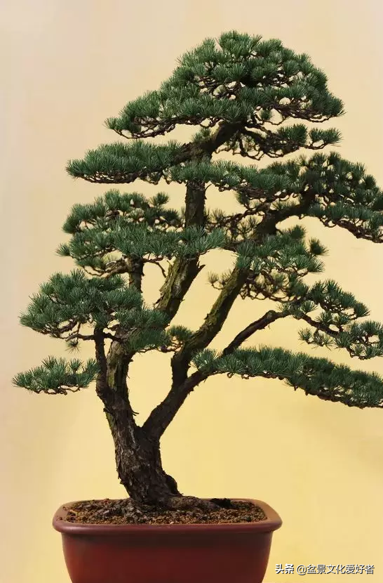 盆景製作口訣（建議收藏）