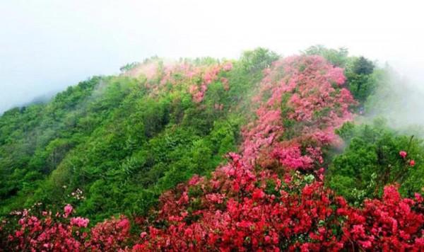 英山天馬寨杜鵑花海