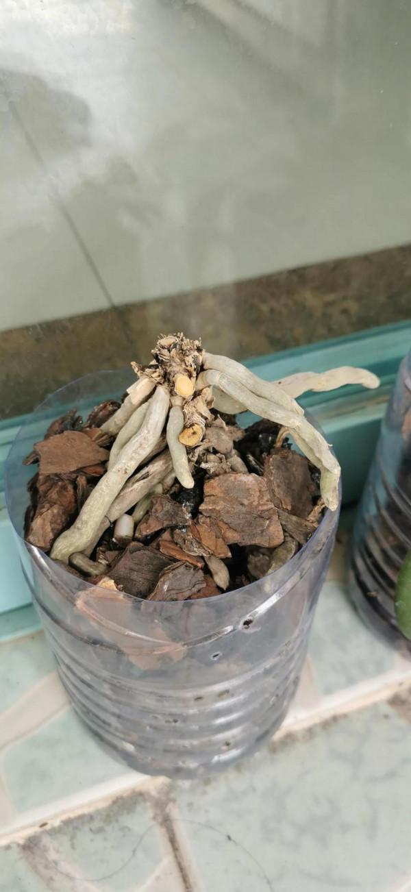 問蝴蝶蘭高手 問蝴蝶蘭高手