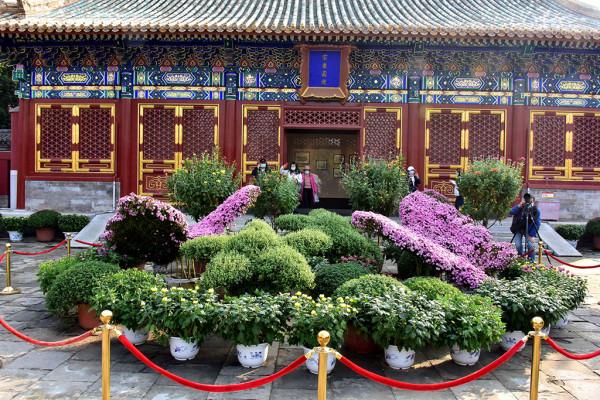 北海公園菊花盛放 色彩斑斕鮮豔奪目