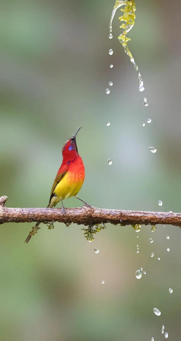 分享圖片,色彩斑斕,美麗無比的太陽鳥 分享圖片,色彩斑斕,美麗無比的太陽鳥