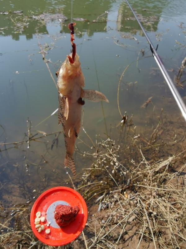 [十週年亅艱難釣魚路,我用妙招撬開鯽魚口 [十週年亅艱難釣魚路,我用妙招撬開鯽魚口