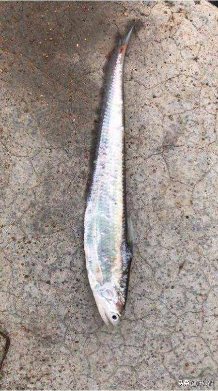 野釣客帶你瞭解-長江刀魚 野釣客帶你瞭解-長江刀魚