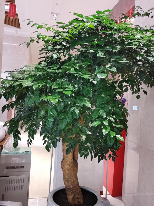 茂盛的富貴樹，清水長流，富貴長在