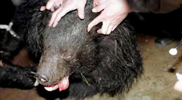 19年前北京“硫酸傷熊事件”的清華大學生,從天之驕子到學校之恥 19年前北京“硫酸傷熊事件”的清華大學生,從天之驕子到學校之恥