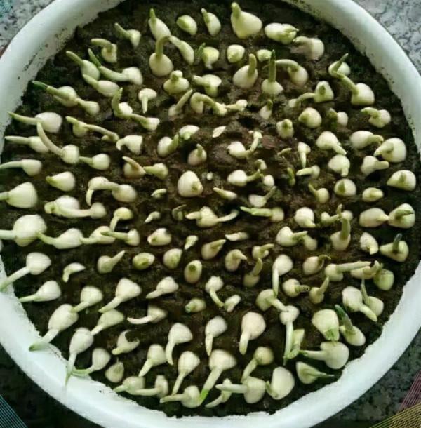 舊臉盆廢油桶別再賣了，用來這樣養大蒜，蒜苗吃不完