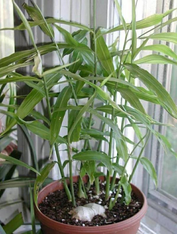 掰幾個姜芽,不出五個月,花盆中也能長出一片小“姜山” 掰幾個姜芽,不出五個月,花盆中也能長出一片小“姜山”