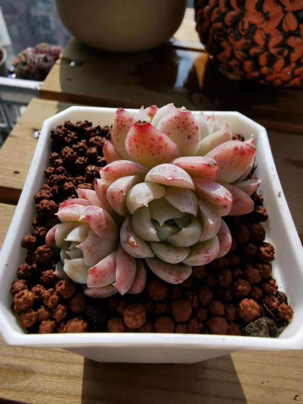 新入手的一批小可愛呀