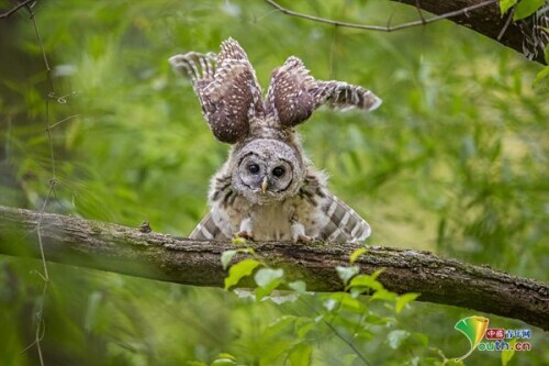貓頭鷹頭頂展翅 酷似戴著羽毛帽 貓頭鷹頭頂展翅 酷似戴著羽毛帽