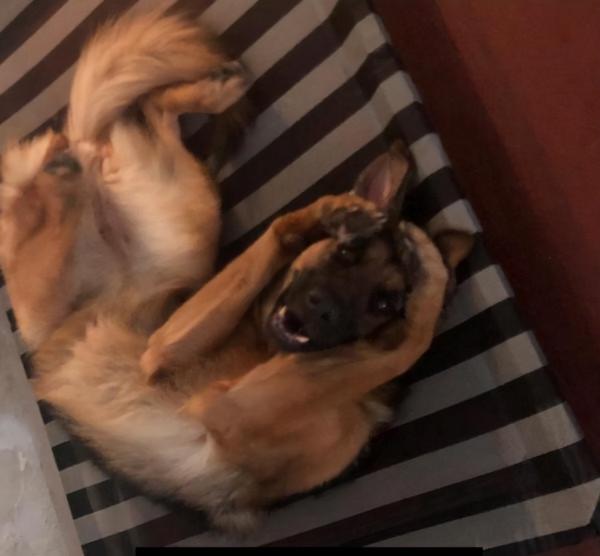 22 張可愛的動物照片,一看就很喜歡的那種 22 張可愛的動物照片,一看就很喜歡的那種