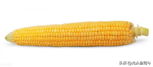 鄧剛用玉米釣翹嘴，為啥你用玉米釣不到？難道玉米有問題？
