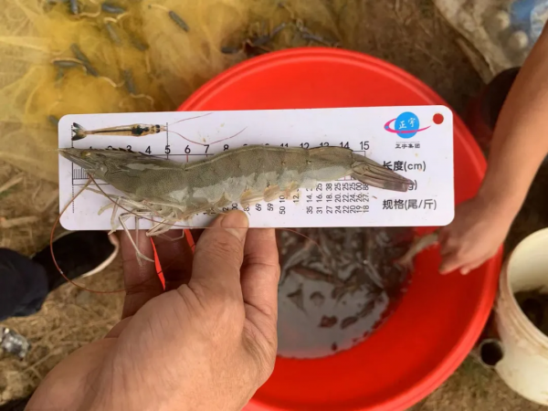 一口普通的淡水蝦塘，他們竟能做到畝產2000多斤，獲利3萬多&sol;畝