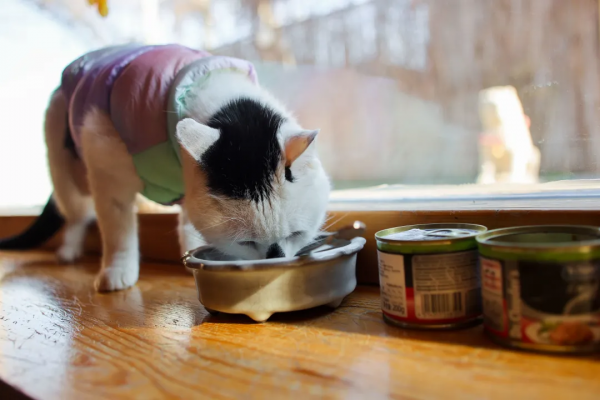 穿上馬甲我就不認識你了？