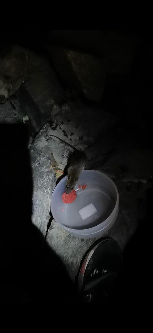 餌料未把魚兒引來卻招來不速之客，趕都趕不走……