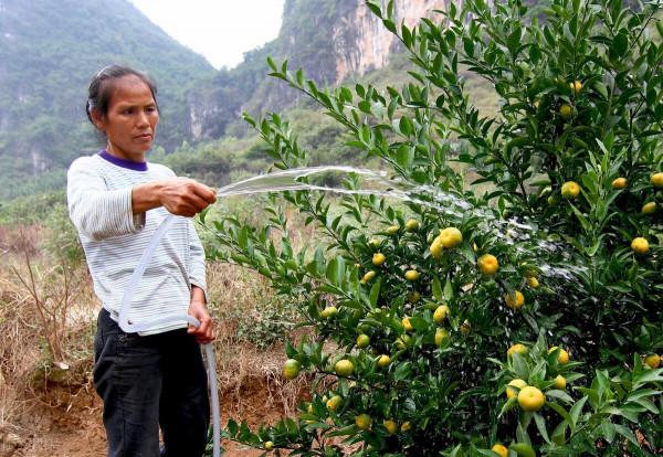 柑價漲幅50%，商販搶購，陳皮飆漲至150元，可入手“新皮”嗎？