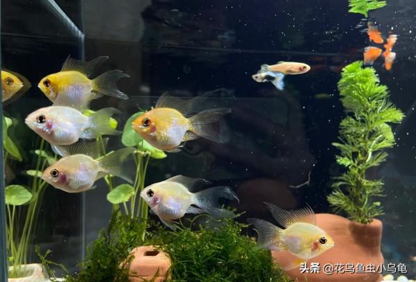 金波子怎麼養?超級可愛的小魚你值得擁有 金波子怎麼養?超級可愛的小魚你值得擁有