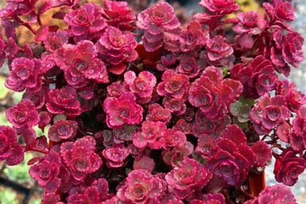 這“三多肉”不怕凍,越冷越美出狀態,零下30℃也能綴滿一大盆 這“三多肉”不怕凍,越冷越美出狀態,零下30℃也能綴滿一大盆