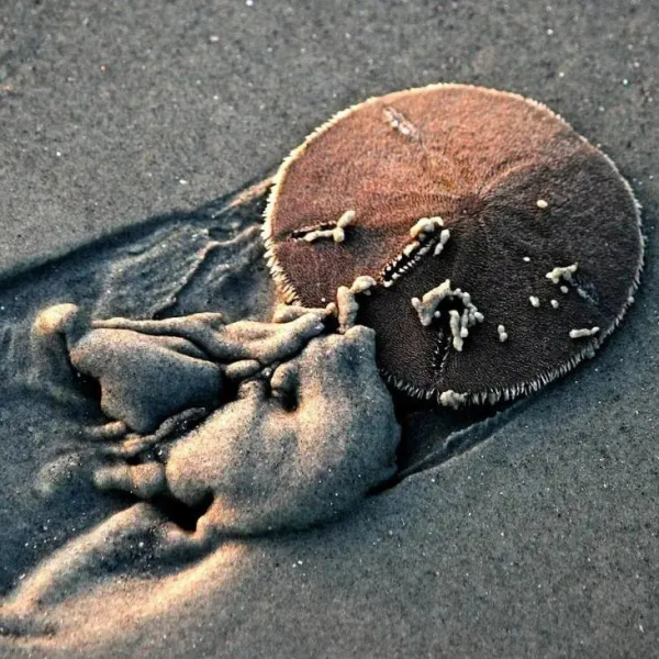 想去沙灘撿“錢”嗎?曾被誤認為是亞特蘭蒂斯人的古錢幣 想去沙灘撿“錢”嗎?曾被誤認為是亞特蘭蒂斯人的古錢幣