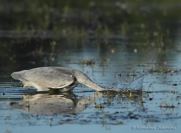 攝影師意外捕捉到&OpenCurlyDoubleQuote;三頭鹿&rdquo;在森林中漫遊的精彩視錯覺