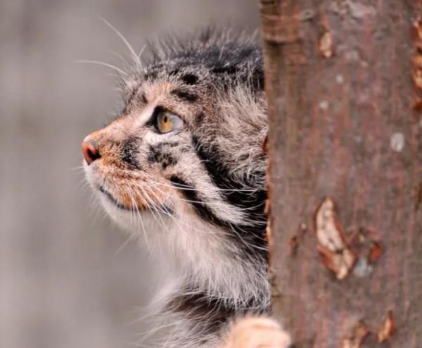 “貓中呂布”兔猻：脾氣火爆的國家二級保護動物