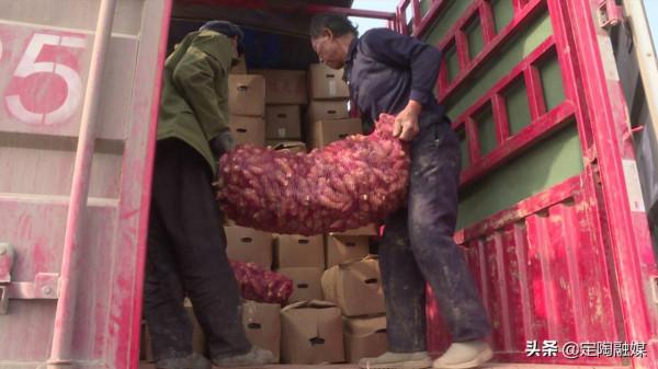 返鄉創業做“姜”軍,看定陶這位小夥的致富路 返鄉創業做“姜”軍,看定陶這位小夥的致富路