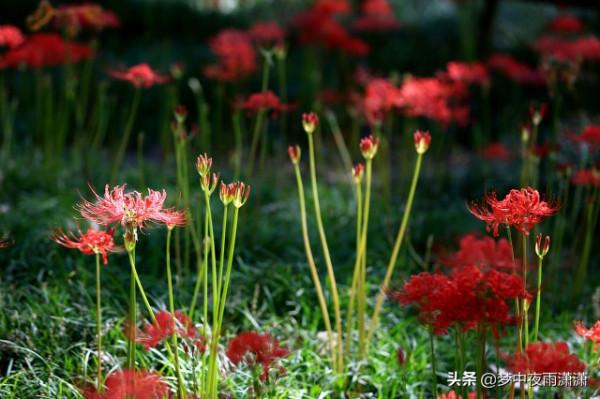 彼岸花，天蠍座