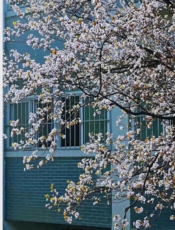 河南這所高校的秋:又美又颯 河南這所高校的秋:又美又颯