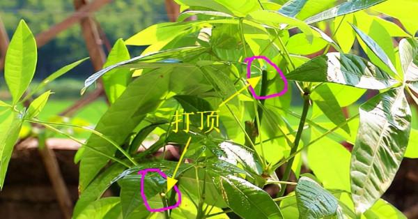 發財樹需要修剪嗎?修剪前需要做什麼準備工作,剪完以後怎麼保養 發財樹需要修剪嗎?修剪前需要做什麼準備工作,剪完以後怎麼保養