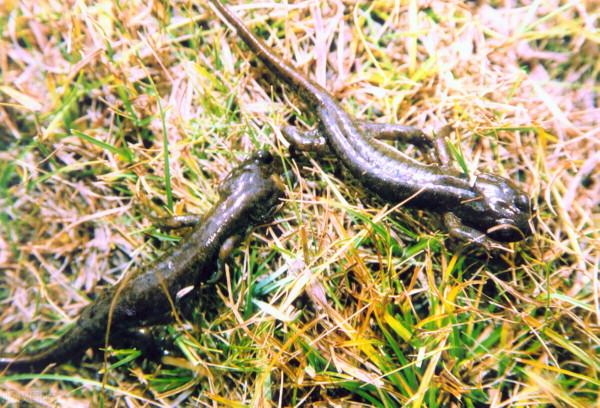 真不可思議!在新疆溫泉縣,竟然發現了山海經神獸!可憐可愛可嘆 真不可思議!在新疆溫泉縣,竟然發現了山海經神獸!可憐可愛可嘆