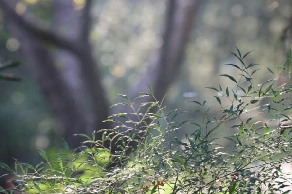 馬龍:五彩斑斕的冬天顏色 馬龍:五彩斑斕的冬天顏色