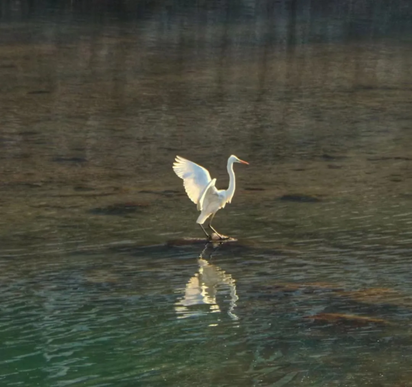 兩當好生態 候鳥翩躚來​ 兩當好生態 候鳥翩躚來​