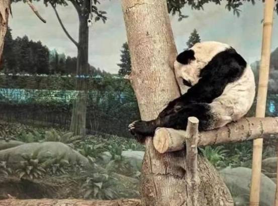 發生了什麼？旅美大熊貓&OpenCurlyDoubleQuote;丫丫&rdquo;瘦骨嶙峋，美方卻稱是自然老去