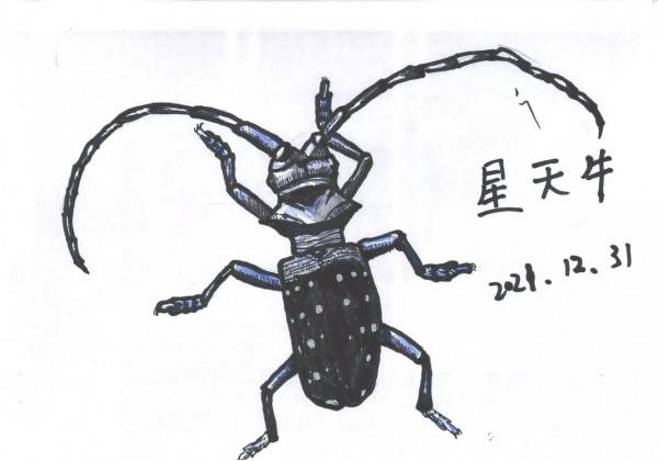 冬天見不到昆蟲，只能自己畫了