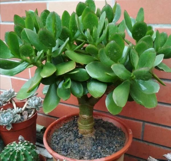 張大爺養的玉樹，二三年全都成老樁，有些還開出漂亮的花，值錢了