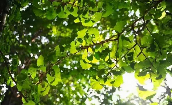 八大關，美了！