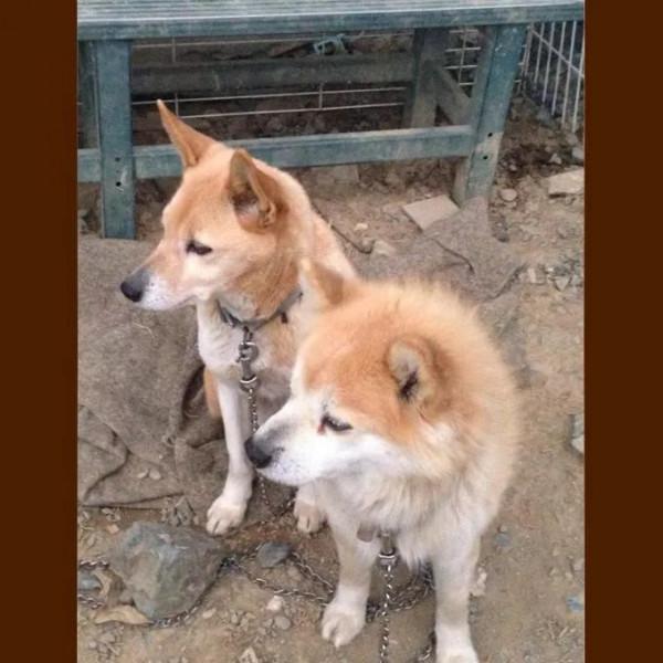 日本網友的魔性簡筆畫,太有靈魂了哈哈哈哈哈 日本網友的魔性簡筆畫,太有靈魂了哈哈哈哈哈