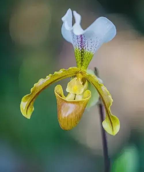 長得像拖鞋的兜蘭,你見過嗎? 長得像拖鞋的兜蘭,你見過嗎?