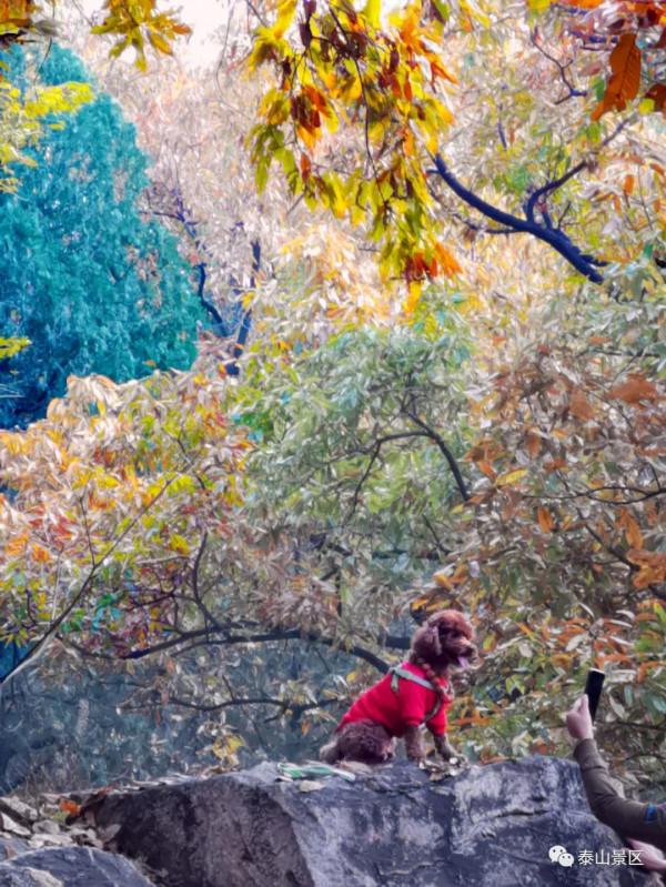 週末好去處，賞秋網紅打卡地！