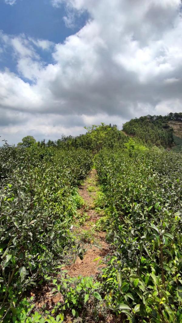 神奇靈山與鍋叾茶