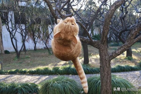 一大波歡樂來襲!攝影師抓拍動物的萌趣瞬間 一大波歡樂來襲!攝影師抓拍動物的萌趣瞬間