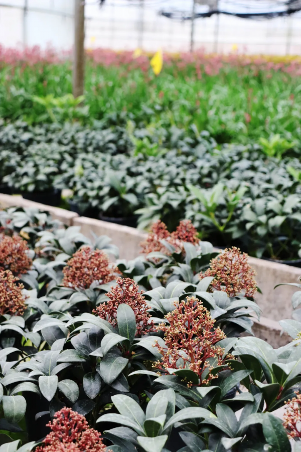 紅火過年，寓意吉祥，春節年宵花選購指南第1期，附養護攻略