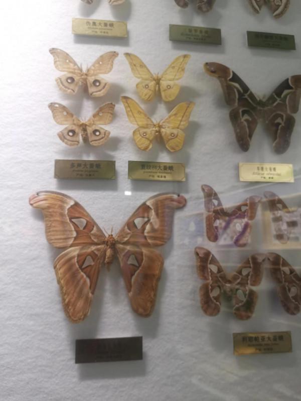 深秋的蝴蝶 深秋的蝴蝶